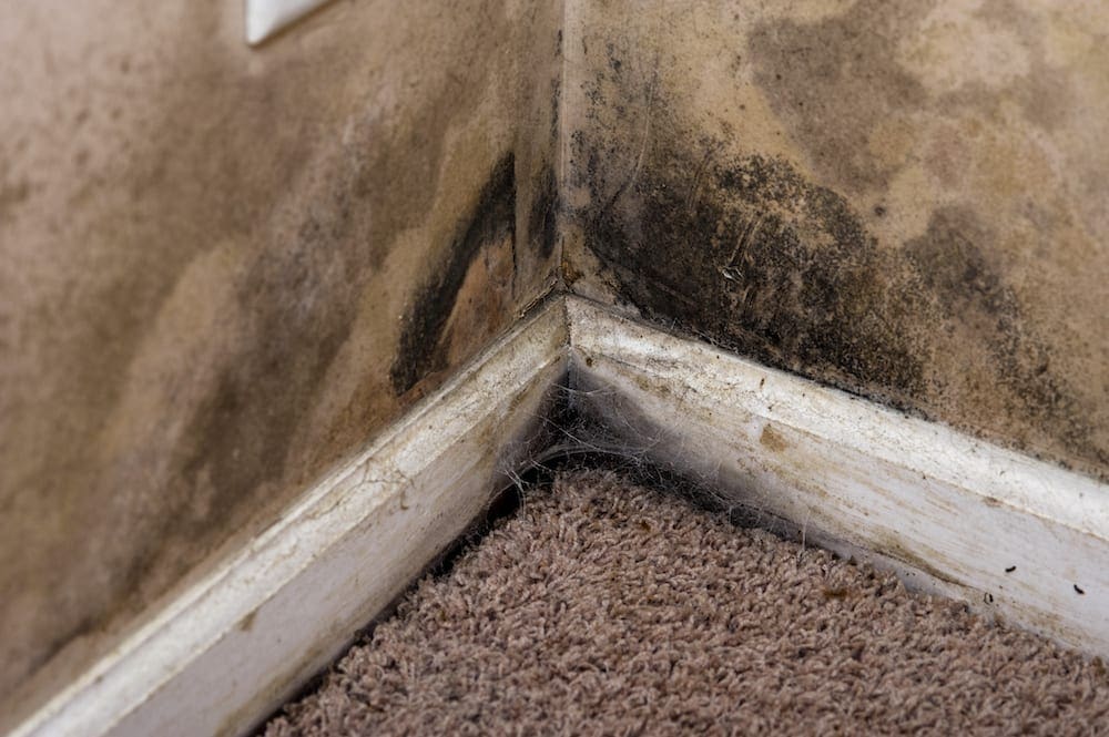 Mold, Mycotoxins and Glutathione