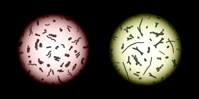 Fecal Microbial Transplants (FMTs) Intestinal Microbiota Transplants (IMTs)