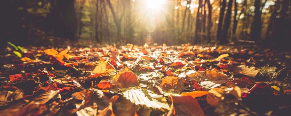 Gut Health and the Immune System: 6 Tips for Fall and Winter